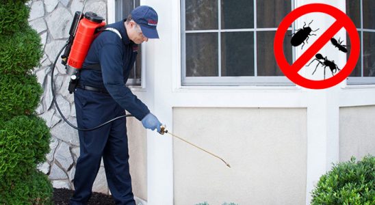 Murgul Kene İlaçlama böcek ilaçlama ve haşere kontrolü — ilaclama-tr.com